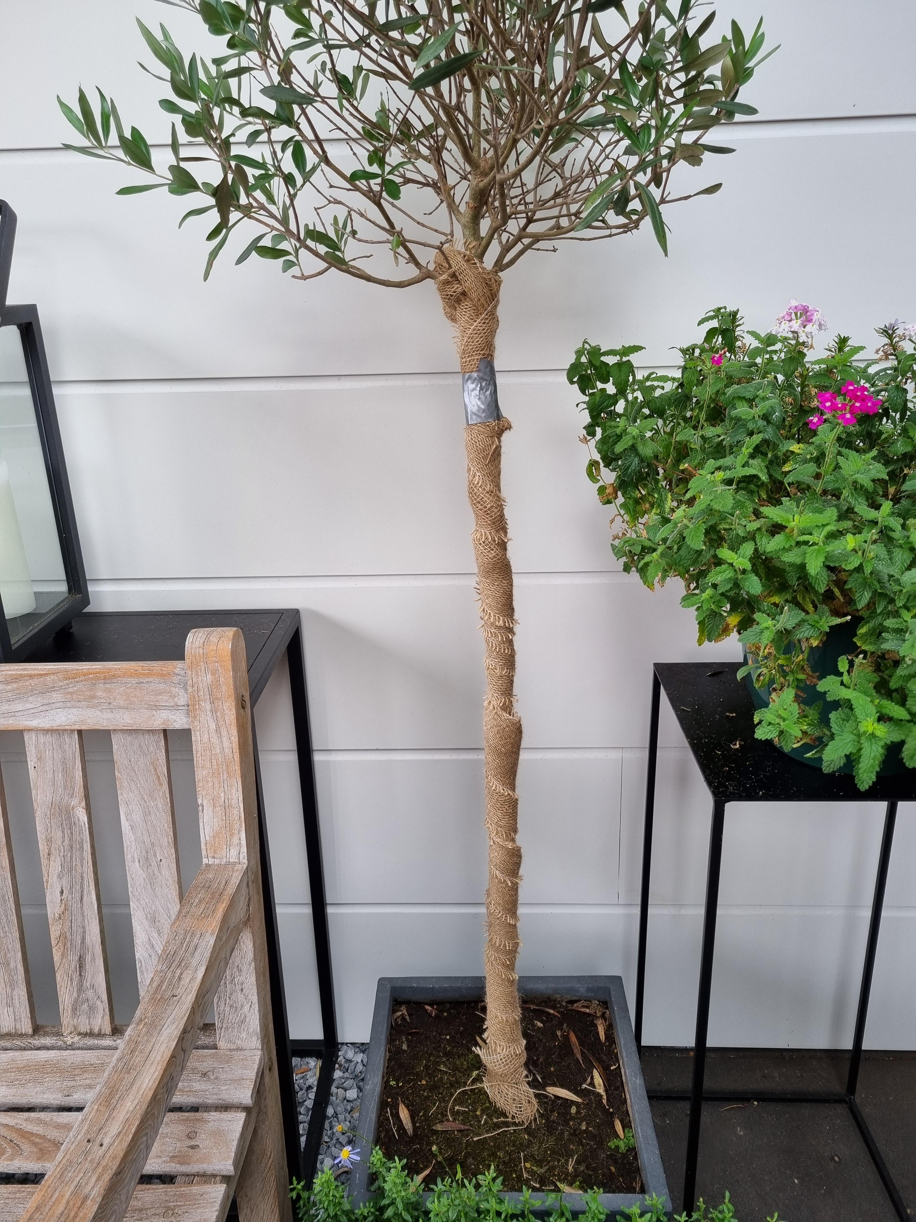 Jute boomband 15 cm x 25 meter gebruik: Jute boomband 15 cm x 25 meter